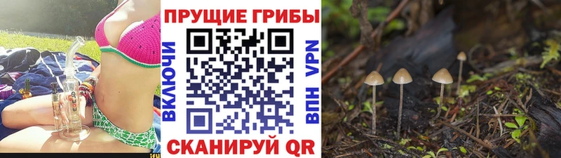 Псилоцибиновые грибы Magic Shrooms KRAKEN tor Светлый магазин продажи наркотиков